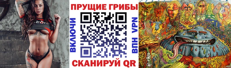Псилоцибиновые грибы Psilocybe  купить   Козловка 